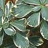 Pachysandra terminalis 'Variegata', leaves
