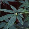 Cleome houtteana, habit
