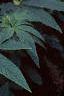 Cleome houtteana, habit