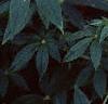 Cleome houtteana, habit