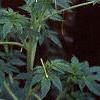 Cleome houtteana, habit