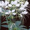 Cleome houtteana, habit