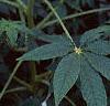 Cleome houtteana, habit