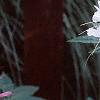 Cleome houtteana, habit