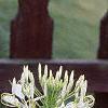 Cleome houtteana, habit