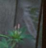 Cleome houtteana, flowers