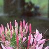 Cleome houtteana, flowers