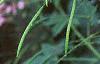 Cleome houtteana, flowers