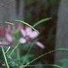 Cleome houtteana, flowers