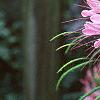 Cleome houtteana, flowers