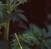 Cleome houtteana, flowers