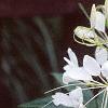 Cleome houtteana, flowers