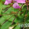 Cleome houtteana 'Senorita Rosalita', flowers