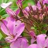 Cleome houtteana 'Senorita Rosalita', flowers