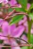 Cleome houtteana 'Senorita Rosalita', flowers