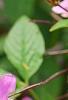 Cleome houtteana 'Senorita Rosalita', flowers
