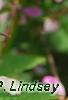 Cleome houtteana 'Senorita Rosalita', flowers