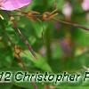 Cleome houtteana 'Senorita Rosalita', flowers