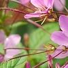 Cleome houtteana 'Senorita Rosalita', flowers