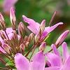Cleome houtteana 'Senorita Rosalita', flowers