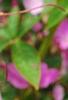 Cleome houtteana 'Senorita Rosalita', flowers