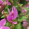 Cleome houtteana 'Senorita Rosalita', flowers