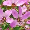 Cleome houtteana 'Senorita Rosalita', flowers
