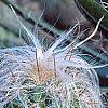 Cephalocereus senilis, habit