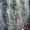 Cephalocereus senilis, habit