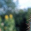 Cereus jamacaru, habit