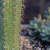 Cereus jamacaru, habit
