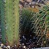 Cereus jamacaru, habit