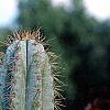 Cereus jamacaru, habit