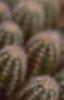 Echinopsis chamaecereus, flowers