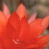 Echinopsis chamaecereus, flowers