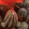 Echinopsis chamaecereus, flowers