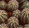 Echinopsis chamaecereus, flowers