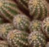 Echinopsis chamaecereus, flowers