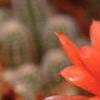 Echinopsis chamaecereus, flowers