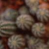 Echinopsis chamaecereus, flowers