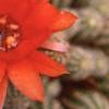 Echinopsis chamaecereus, flowers