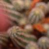 Echinopsis chamaecereus, flowers