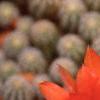 Echinopsis chamaecereus, flowers