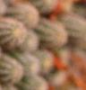Echinopsis chamaecereus, flowers