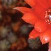 Echinopsis chamaecereus, flowers