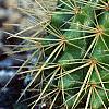 Echinocactus grusonii, habit