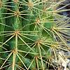 Echinocactus grusonii, habit