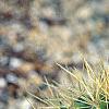 Echinocactus grusonii, habit