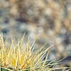 Echinocactus grusonii, habit