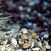 Echinocactus grusonii, habit